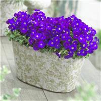 Aubretia gracilis Kitte Blue - In Bud & Bloom