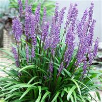 Liriope muscari - Big Blue Lily Turf - Pack of THREE Plants
