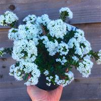 Evergreen Hebe 'Celina' Plant