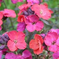 Erysimum Red Jep - Perennial Wallflower
