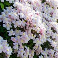 Clematis Montana Mayleen - Pink Flowering Clematis