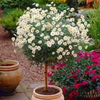 Marguerite Giant Daisy Tree - Perfect for Patios - Patio Standard Tree