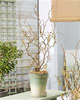 Corylus avellana contorta 'Medusa' - Special Corkscrew Hazel circa 100cm