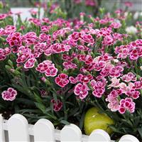 Dianthus Pink Kisses - Fragrant Pink - In Bud & Bloom