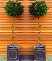 A PAIR of Standard Large CORKSCREW Bay Trees (Laurus nobilis)