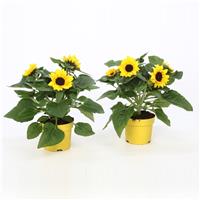Patio Sunflowers in Bud & Bloom - Helianthus annuus Sunblast