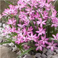 Rhodohypoxis Twinkle Stars - PINK - Star Grass Rhodoxis