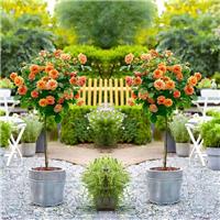 Pair of Patio Standard ORANGE Rose Trees circa 100cm tall - In Bud & Bloom