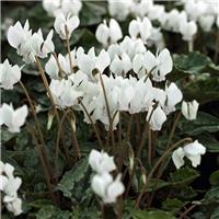 Cyclamen hederifolium album - Autumn Flowering Hardy WHITE Cyclamen in Bud and Bloom
