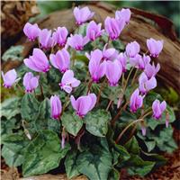 Cyclamen hederifolium - Autumn Flowering Hardy PINK Cyclamen in Bud and Bloom