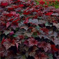 Heuchera Palace Purple - Crimson Coral Bells - Pack of THREE Plants