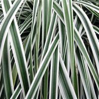 Carex Everest - Evergreen Japanese Sedge - Pack of THREE