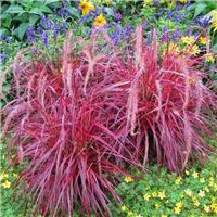 Pennisetum setaceum 'Fireworks' - Multi-colour Fountain Grass