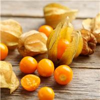 Gooseberry Plant - Physalis peruviana - Inca Berry or Cape Gooseberry