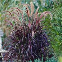 Pennisetum advena 'Rubrum' - Summer Samba Fountain Grass