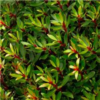 Drimys lanceolata Red Spice - Evergreen Tasmania Mountain Pepper