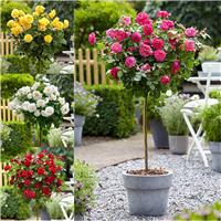 Patio Standard Rose Tree - Lucky Dip of Colour!