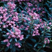 Andromeda polifolia - Blue Ice