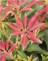 Pieris Forest Flame - Lily of the Valley Shrub - Extra Large Specimen