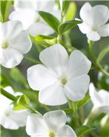 Vinca minor Gertrude Jekyll