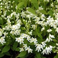Deutzia gracilis Nikko - White Deutzia