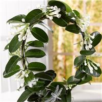 Fragrant Stephanotis floribunda in Bud - Madagascar Jasmine in White Pot