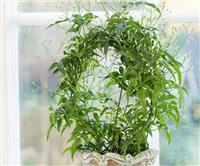 Perfumed Chinese Jasmin Trained on a Hoop in White Pot