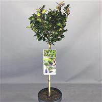 Ilex Blue Prince - Male Holly Tree