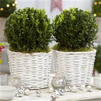 Pair of Buxus Balls in Stylish White Baskets