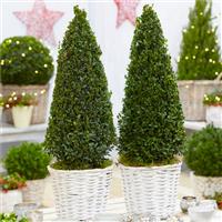 Pair of Buxus Pyramids in Grey-White Baskets