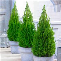 Patio Pine 'Lime Zinger' Picea - circa 40-50cm tall - Pack of THREE