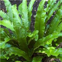 Asplenium scolopendrium - Hart's Tongue Fern - Phyllitis