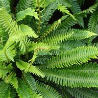 Blechnum spicant - Hard Fern