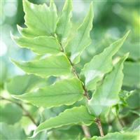 Cyrtomium fortunei clivicola - Evergreen Fern