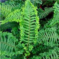 Dryopteris affinis 'Cristata The King' - Golden Male Fern