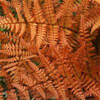 Dryopteris erythrosora - Rosy Buckler or Autumn Fern