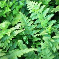 Dryopteris filix-mas - Large Male Fern