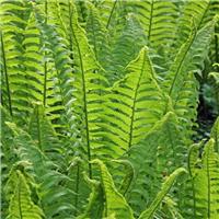 Matteuccia struthiopteris - Shuttle Cock/Ostrich Fern