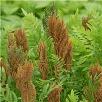 Osmunda regalis - Regal Fern