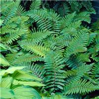 Polystichum polyblepharum - Japanese Tassel Fern