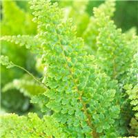 Polystichum setiferum - Soft Shield Fern