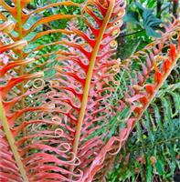 Blechnum brasiliense 'Volcano' - Red Brazilian Tree Fern