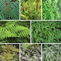 Fern Plant Collection - FIVE Fabulous Ferns in Contrasting Varieties