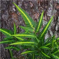 Arachniodes aristata variegata - Evergreen East Indian Holly Fern