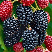 Blackberry - Rubus fruticosus Black Satin Thornfree - Thornless Blackberry