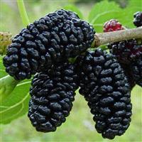 Morus nigra - Black Mulberry