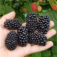Blackberry Ouachita - Giant Fruited Commercial Thorn-less Blackberry - LARGE circa 100-140cm Plants