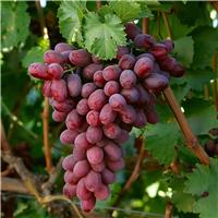 Red Ruby Grape Vine - Vitis vinifera - Red Grape