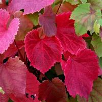 Vitis Coignetiae - Crimson Glory Vine (80/120cm)