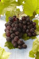 Vitis vinifera 'Regent' - Grape Vine